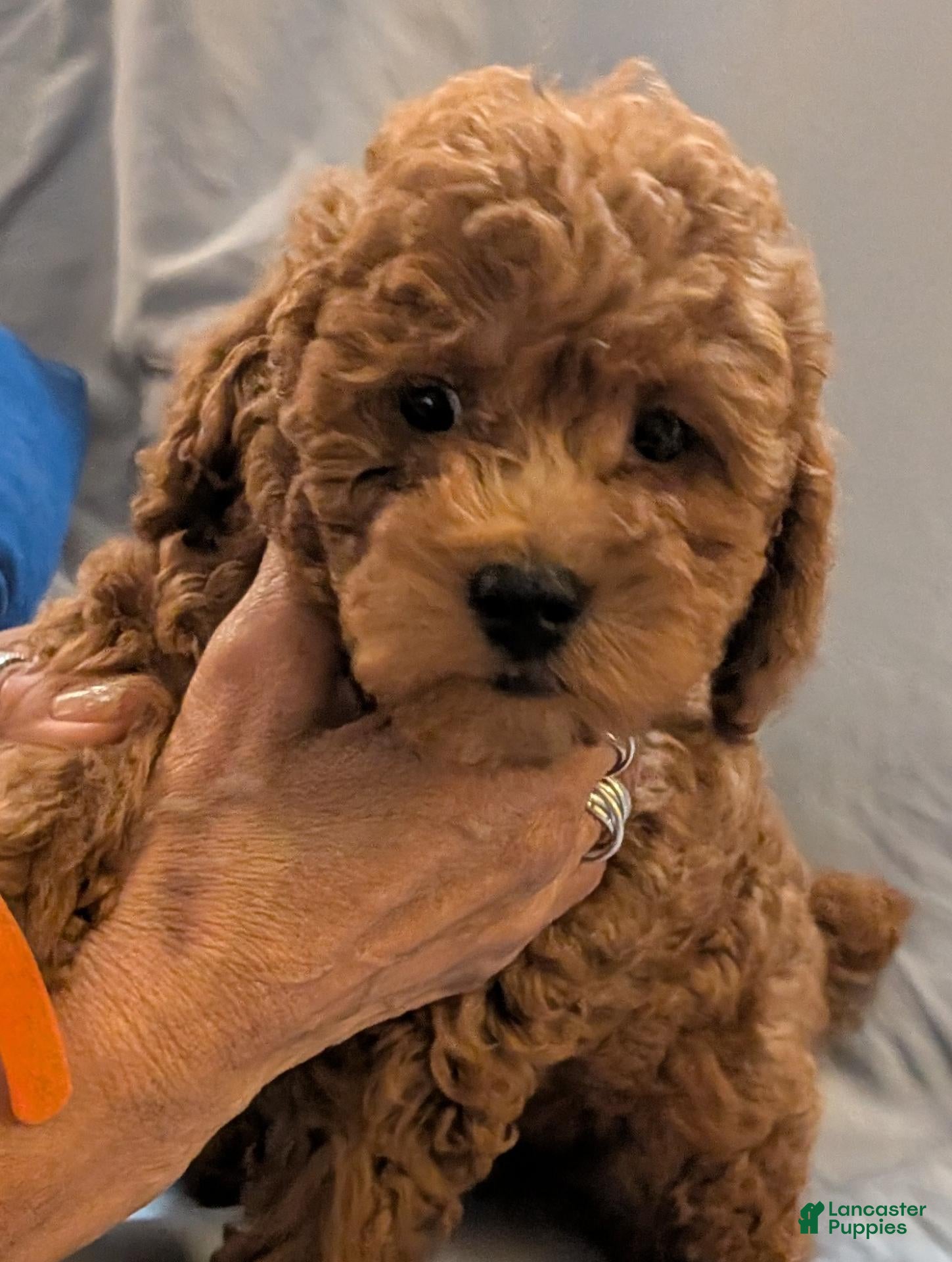 Toy Poodle dogs for sale: Toy Poodle 4 - Ad 37