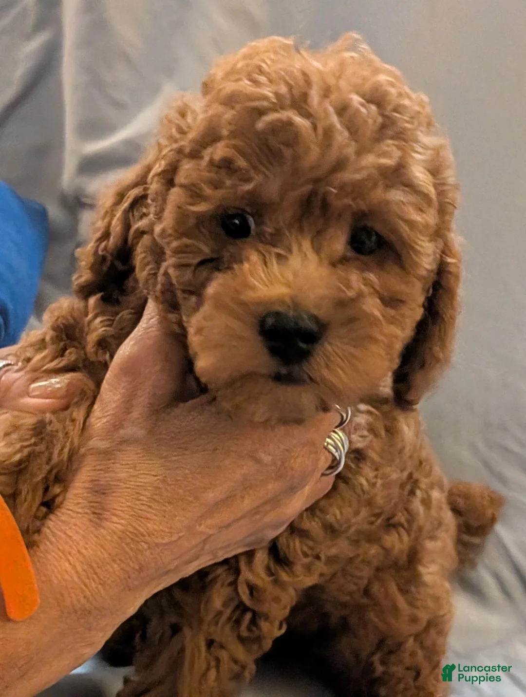 Toy Poodle dogs for sale: Toy Poodle 4 - Ad 1