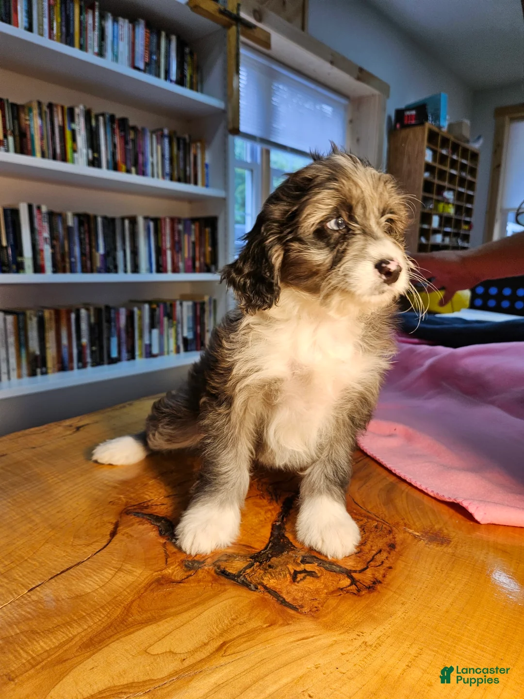 Mixed Breed dogs for sale: Cloud - Ad 4