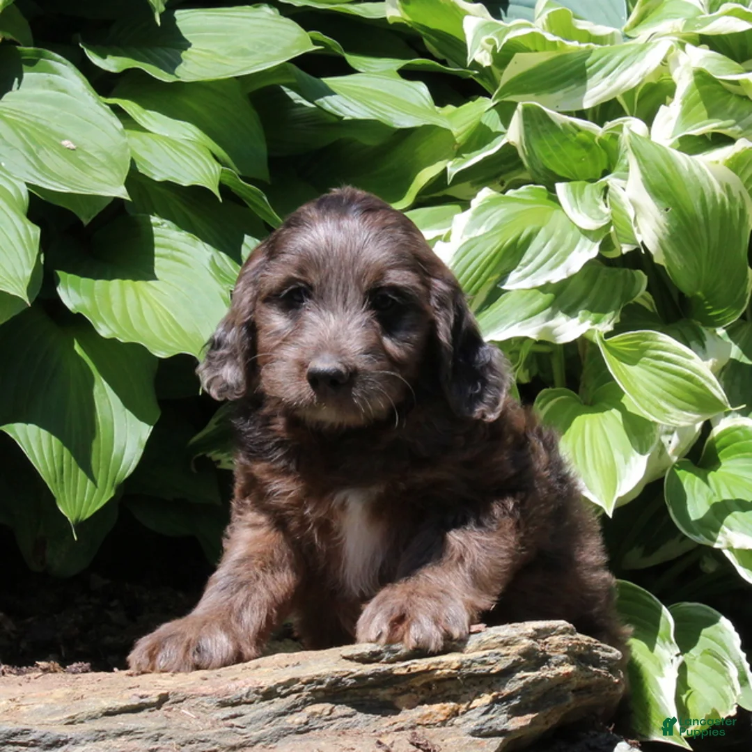 Irish Doodle dogs for sale: Mitch - Ad 2