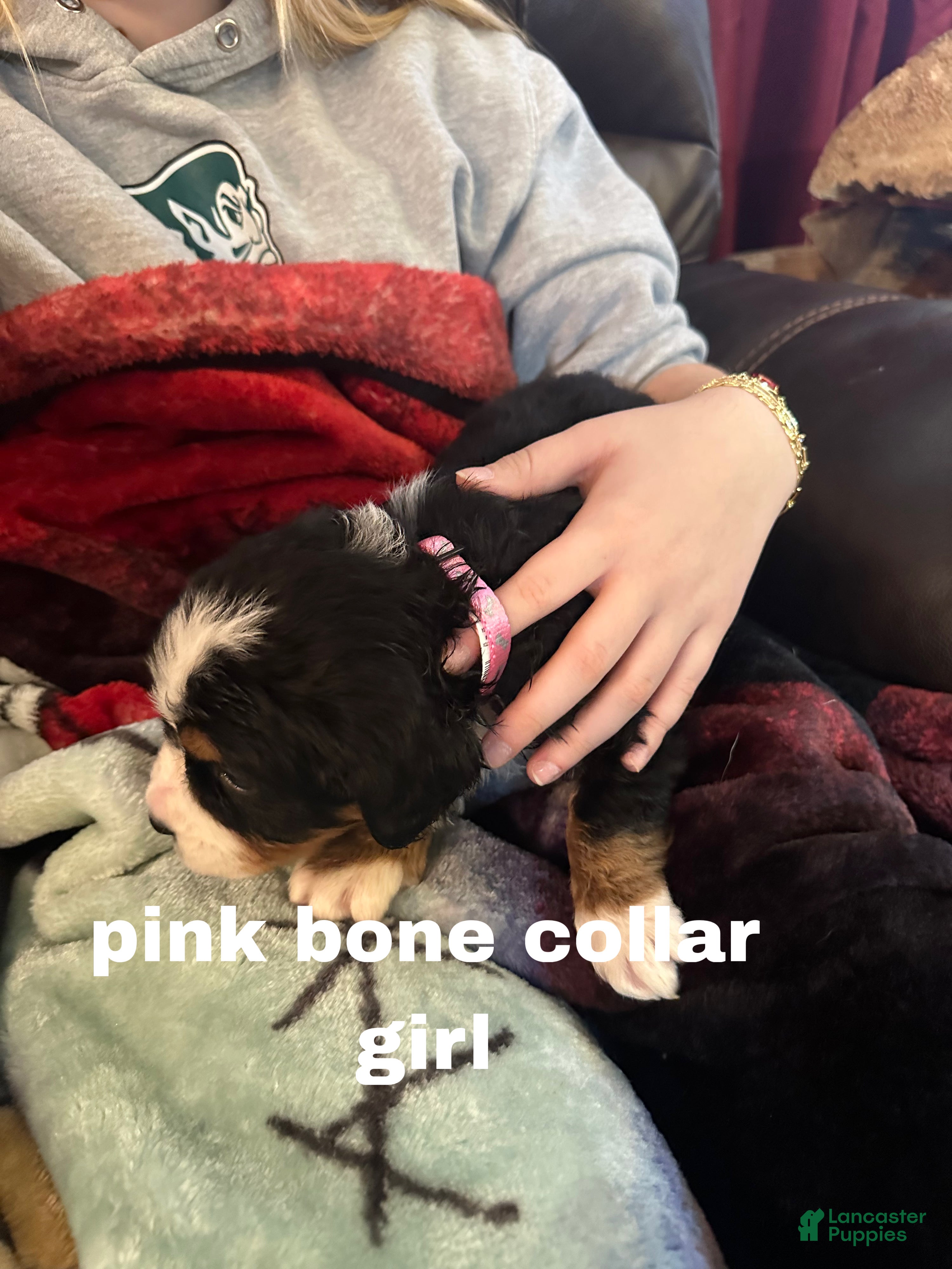 Bernese Mountain Dog dogs Bernese Mountain Dog Puppy 5 - Ad 1