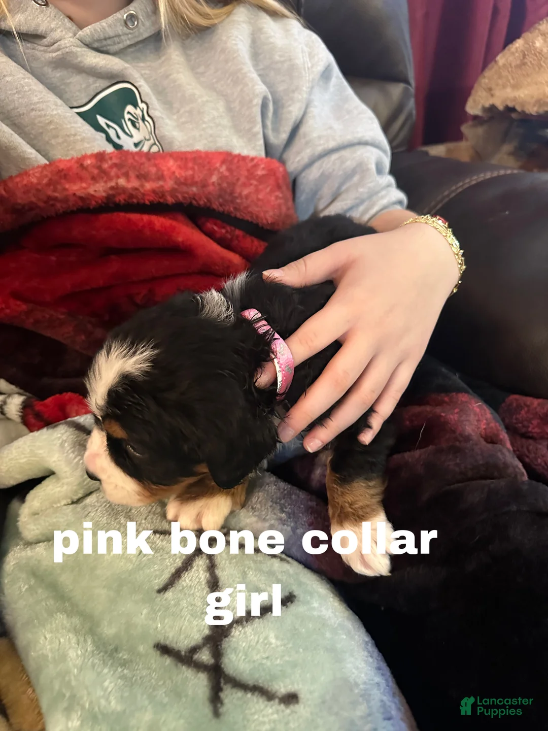 Bernese Mountain Dog dogs for sale: Bernese Mountain Dog Puppy 5 - Ad 1