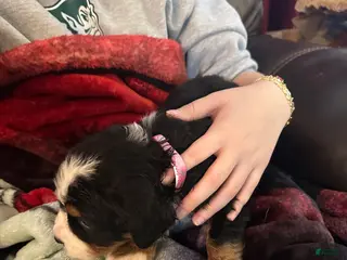 Bernese Mountain Dog dogs Bernese Mountain Dog Puppy 5 - Ad 1