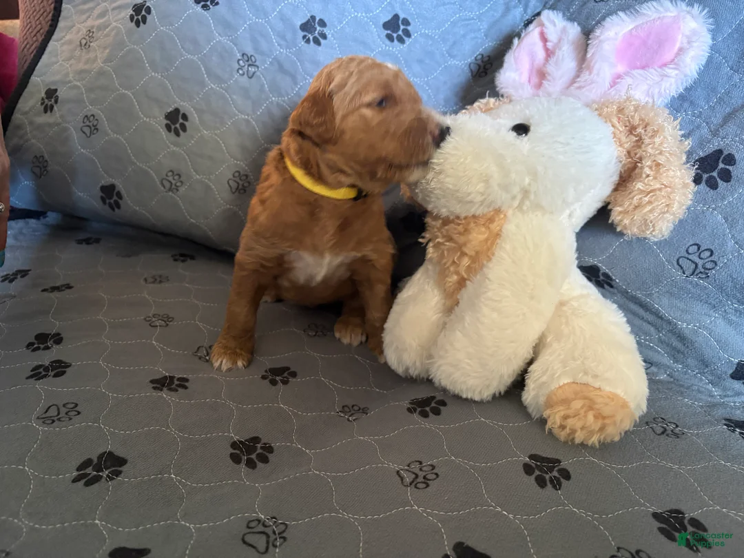 Goldendoodle dogs for sale: Belle - Ad 2