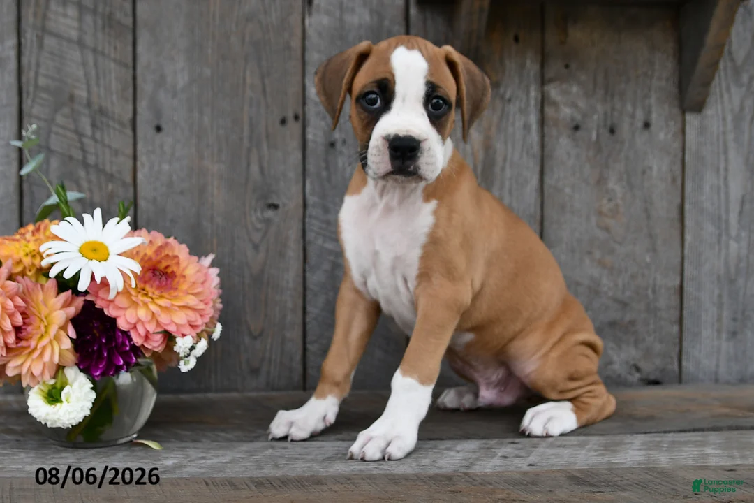 Boxer dogs for sale: Fritz - Ad 2