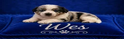 Australian Shepherd dogs for sale: Wes - Ad 1