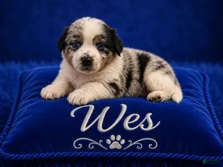 Australian Shepherd dogs Wes - Ad 6