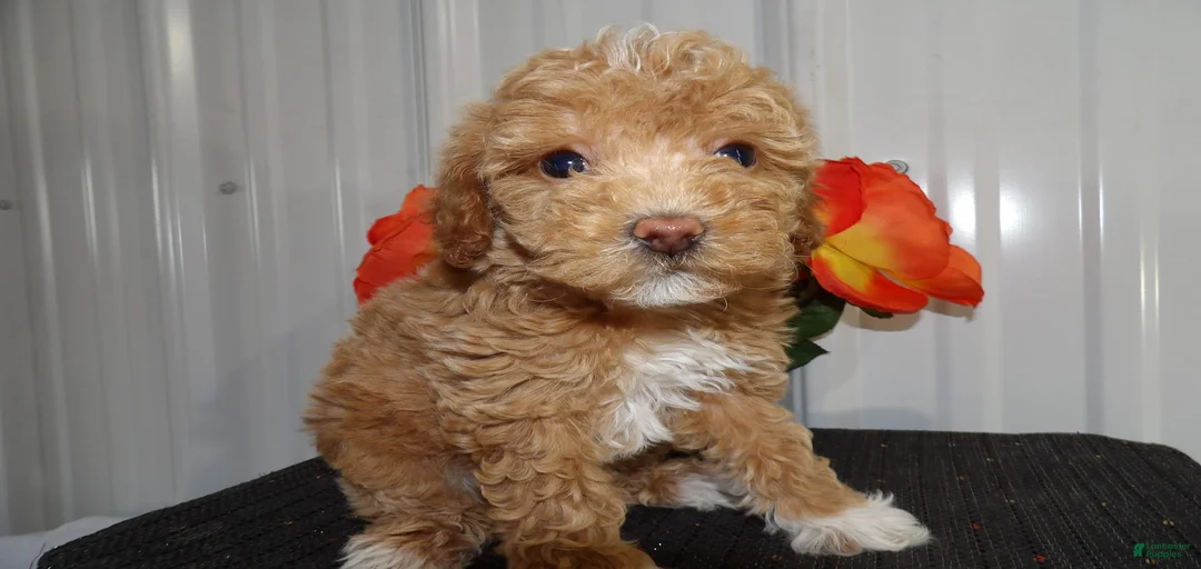 Gallery Image {{count}}