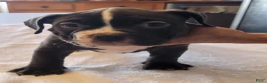 American Bully 5