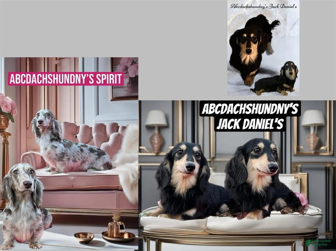 Miniature Dachshund dogs for sale: Lotus- housebroken - Ad 2