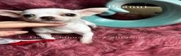 Chihuahua dogs for sale: Little PEANUT  - Ad 3