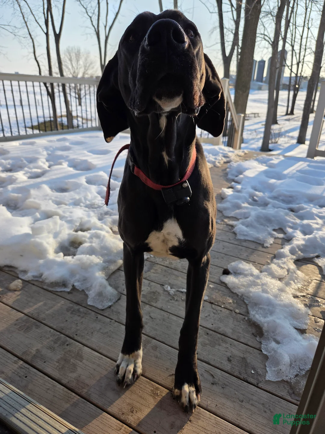 Great Dane dogs for sale: Juniper - Ad 5