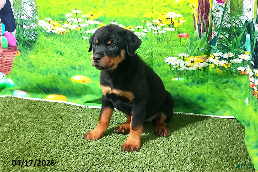 Rottweiler dogs for sale: Sugar - Ad 4