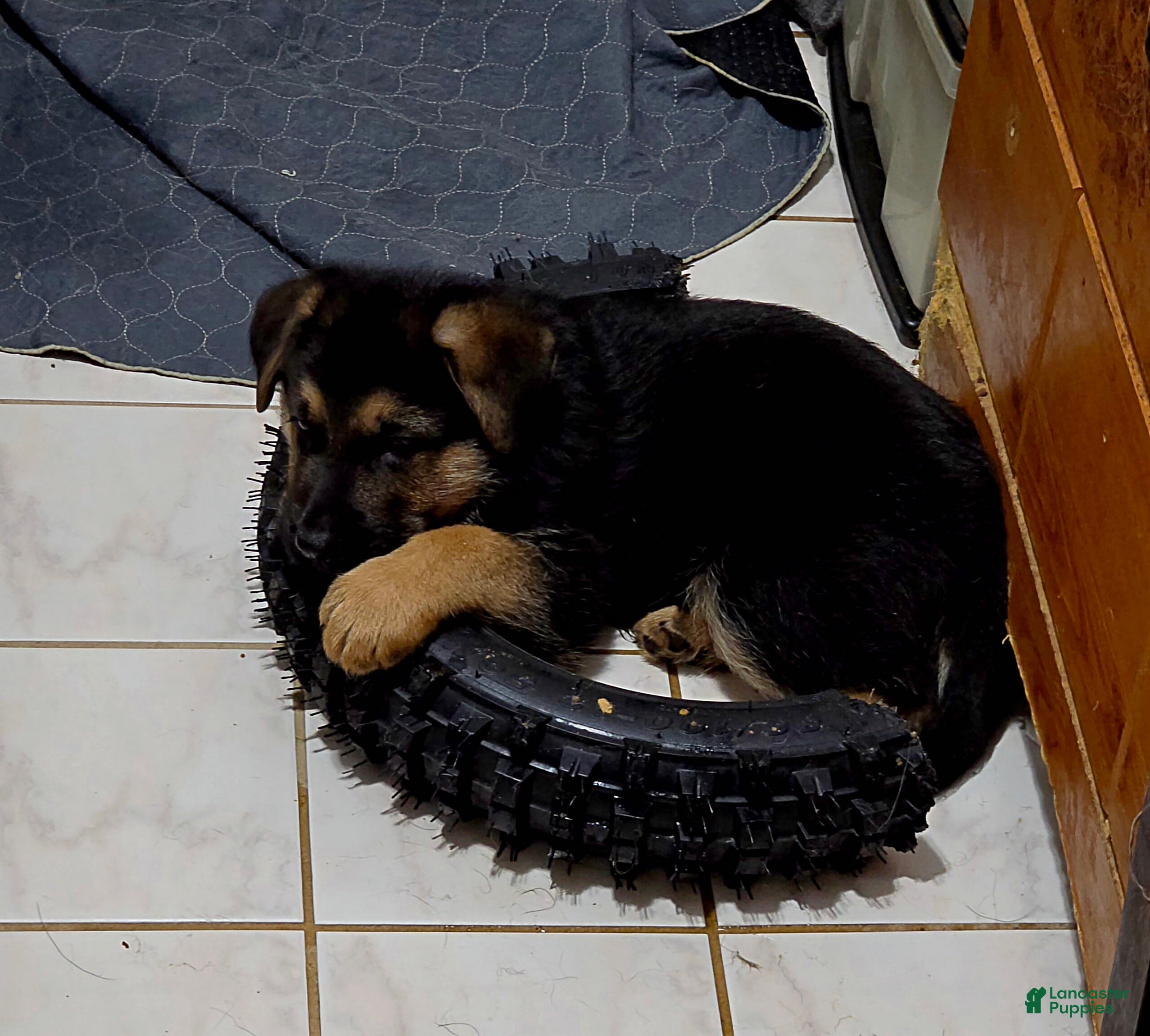 German Shepherd dogs Zara 🐾 - Ad 2
