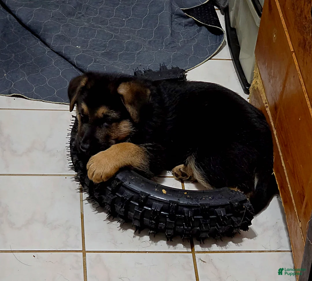 German Shepherd dogs for sale: Zara 🐾 - Ad 2