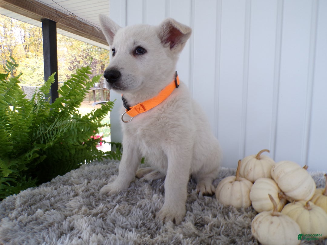 German Shepherd dogs for sale: German Shepherd Puppy 3 Duce - Ad 3