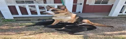 German Shepherd dogs for sale: Light blue  - Ad 6
