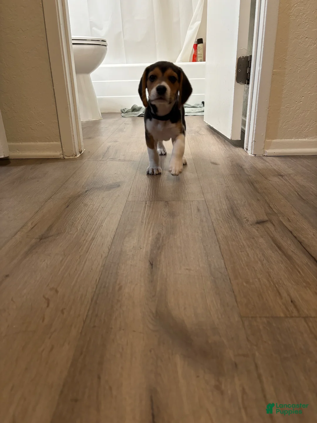 Beagle dogs for sale: Beagle Puppy 1 - Ad 2