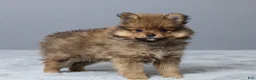 Pomeranian dogs for sale: Lane - Ad 4
