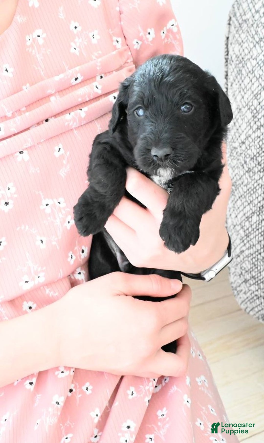 Mixed Breed dogs for sale: Aspen - Ad 1