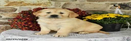 Golden Retriever dogs for sale: Buster - Ad 3