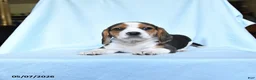 Beagle dogs for sale: Penny - Ad 2