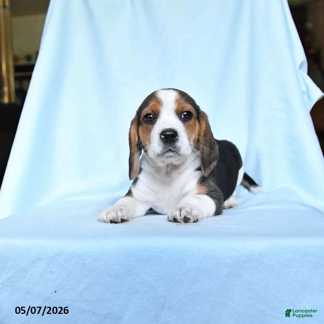 Beagle dogs for sale: Penny - Ad 2