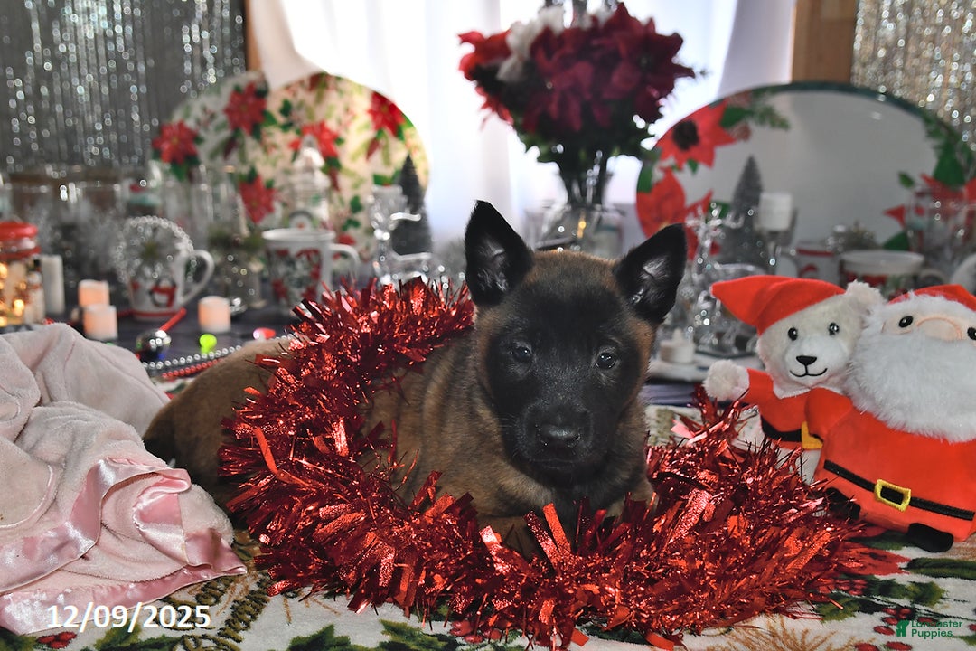 Belgian Malinois dogs for sale: Skye - Ad 1