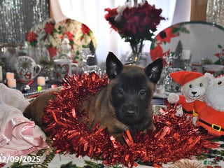 Belgian Malinois dogs Skye - Ad 15