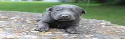 Labrador Retriever dogs for sale: Axel - Ad 3