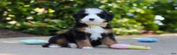 Mini Bernedoodle dogs for sale: Kip - Ad 6