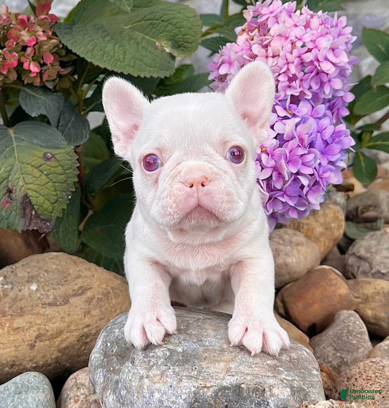 French Bulldog dogs Ace Pink Merle - Ad 39