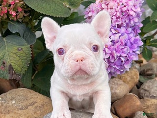 French Bulldog dogs Ace Pink Merle - Ad 9