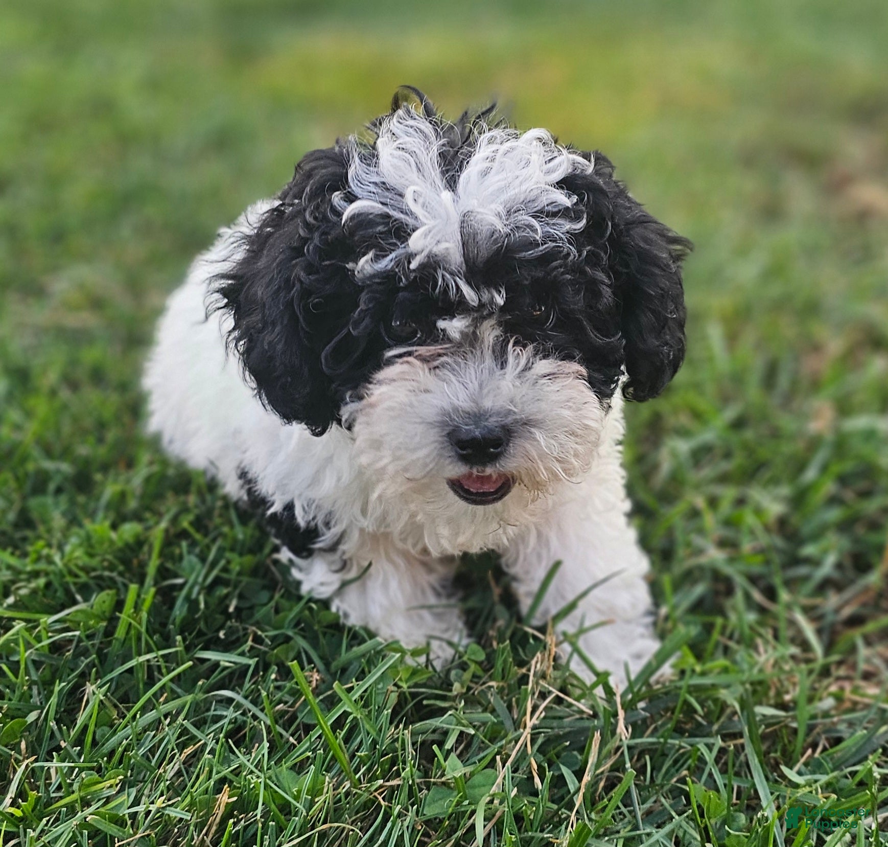 Miniature Poodle dogs Lacy - Ad 11