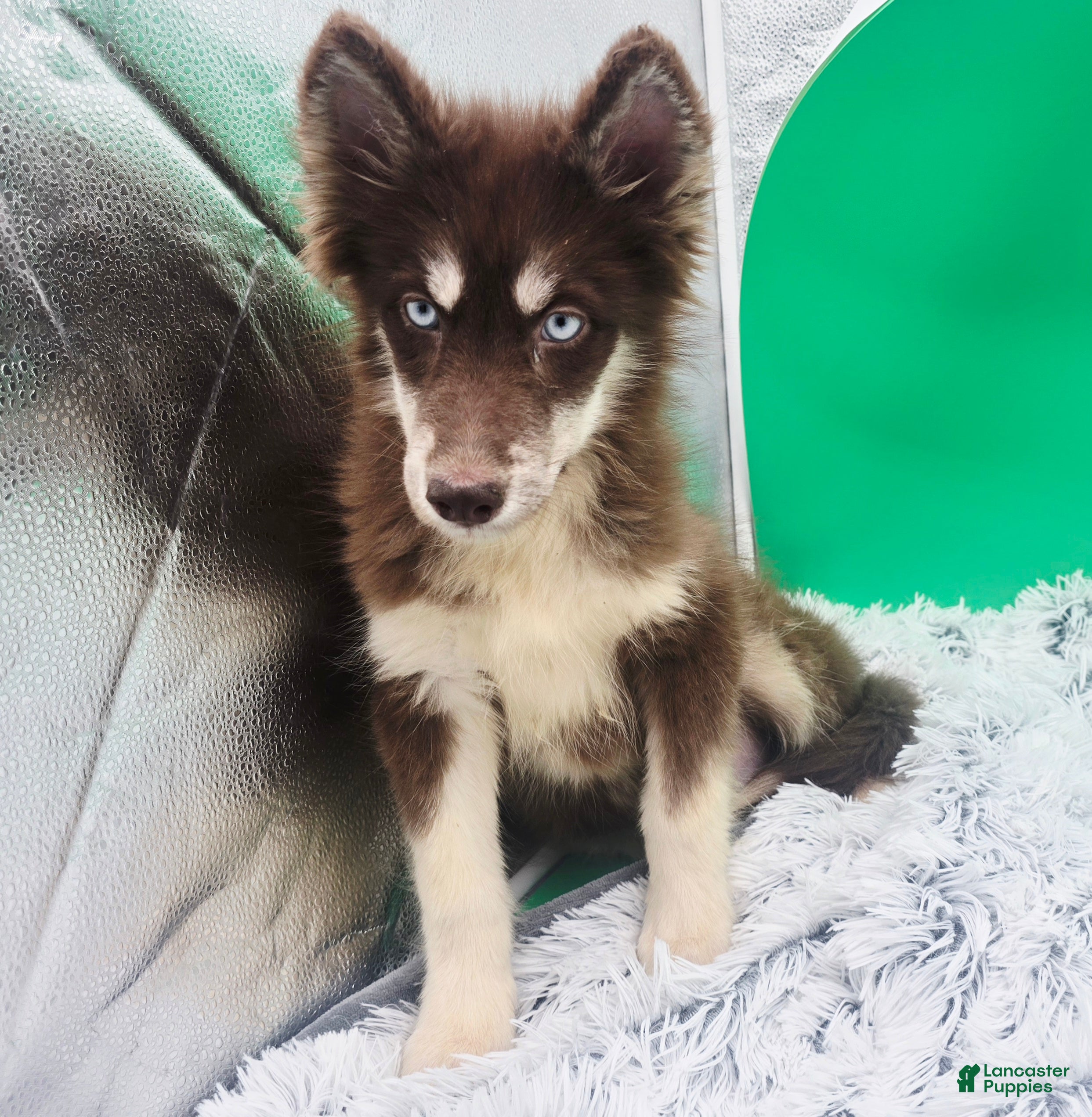 Siberian Husky dogs for sale: Brownie  - Ad 3