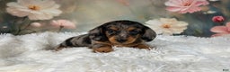 Miniature Dachshund dogs for sale: AKC-Maggie - Ad 5