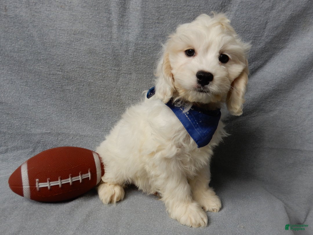 Cockapoo dogs for sale: Frosty - Ad 9