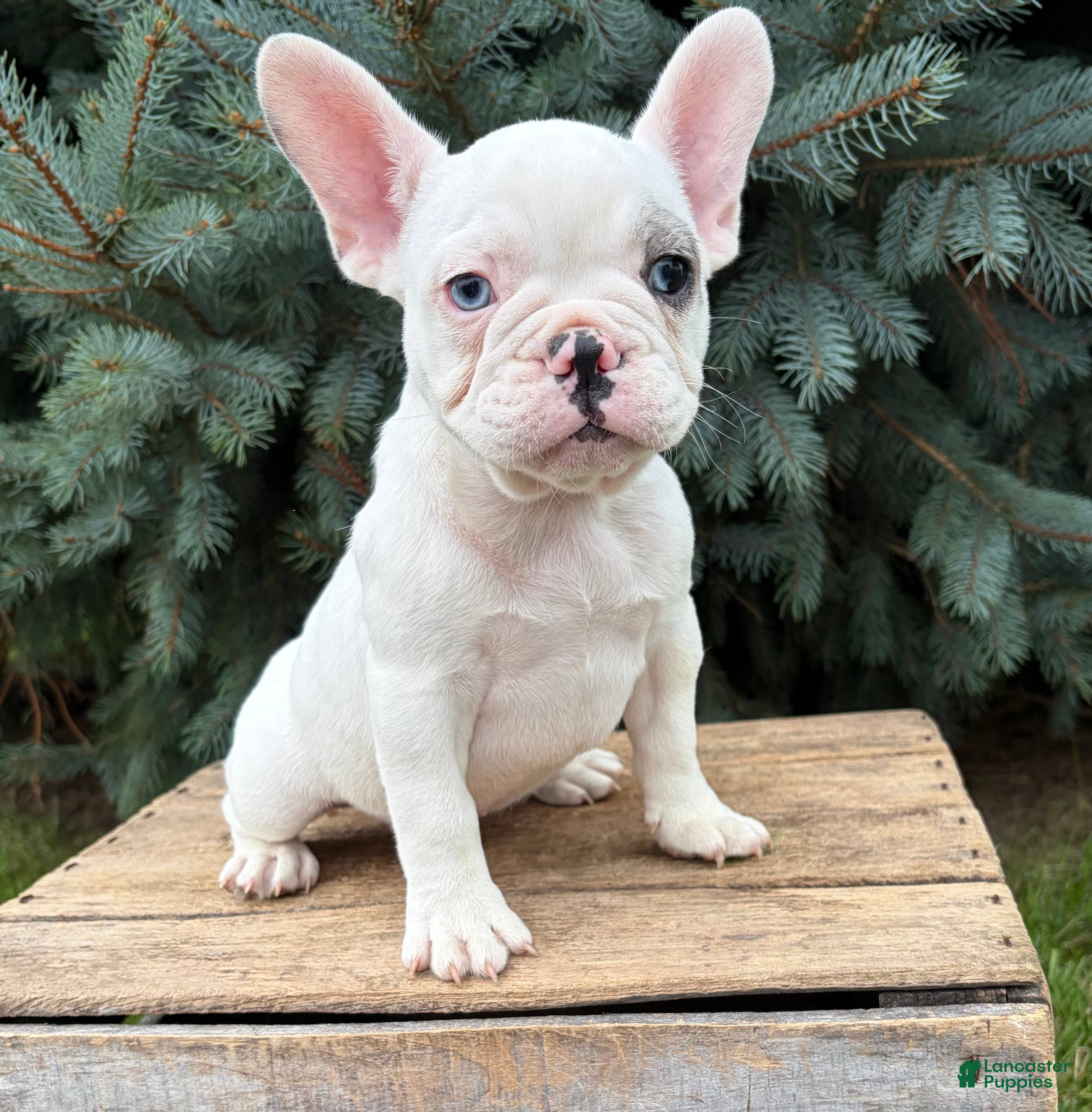 French Bulldog dogs Louie - Ad 1
