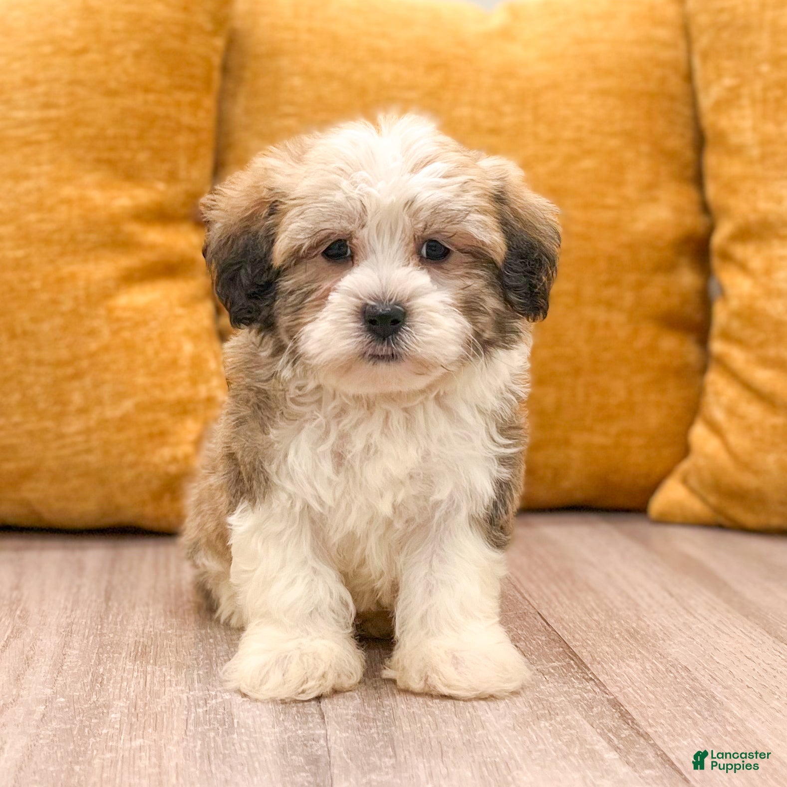Havanese dogs Asher - Ad 2