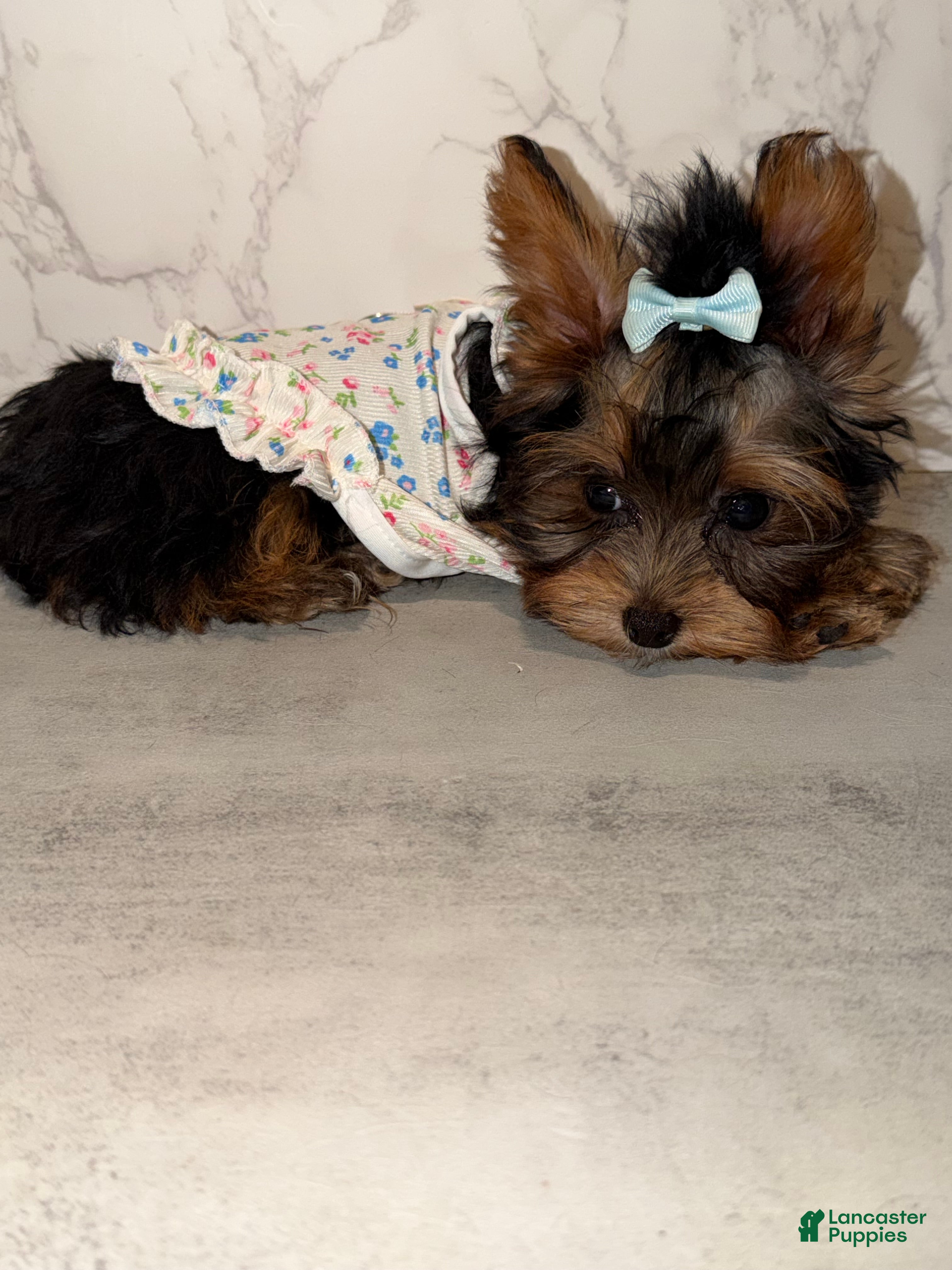 Yorkshire Terrier dogs Billy Rae - Ad 2