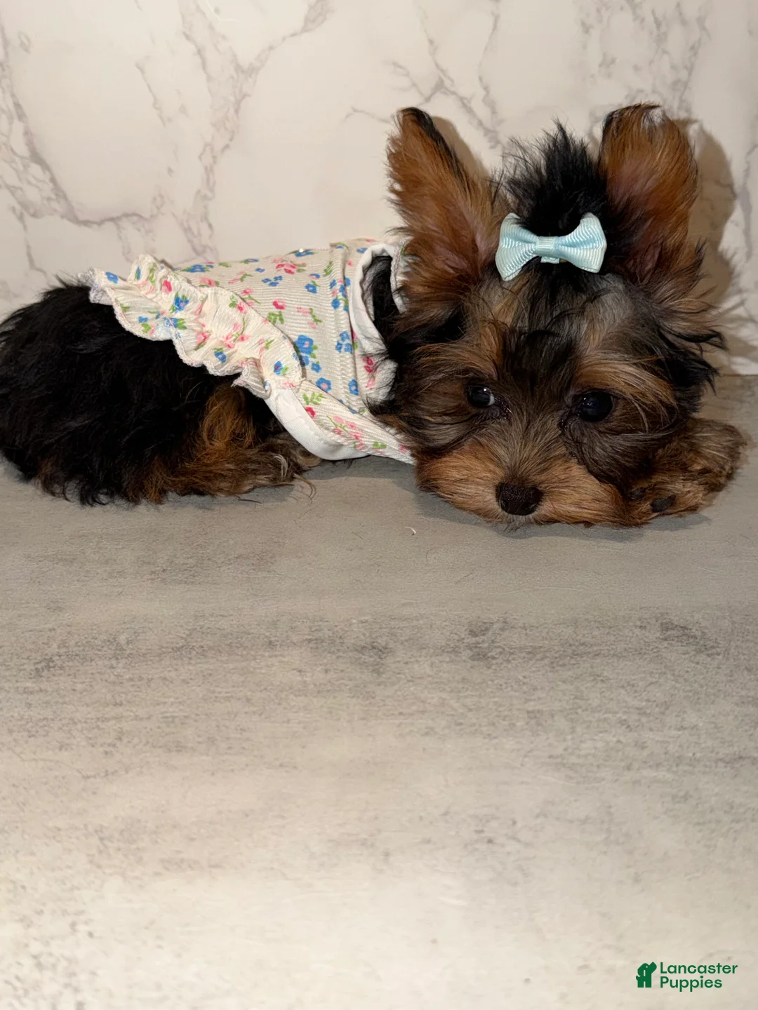 Yorkshire Terrier dogs for sale: Billy Rae - Ad 2