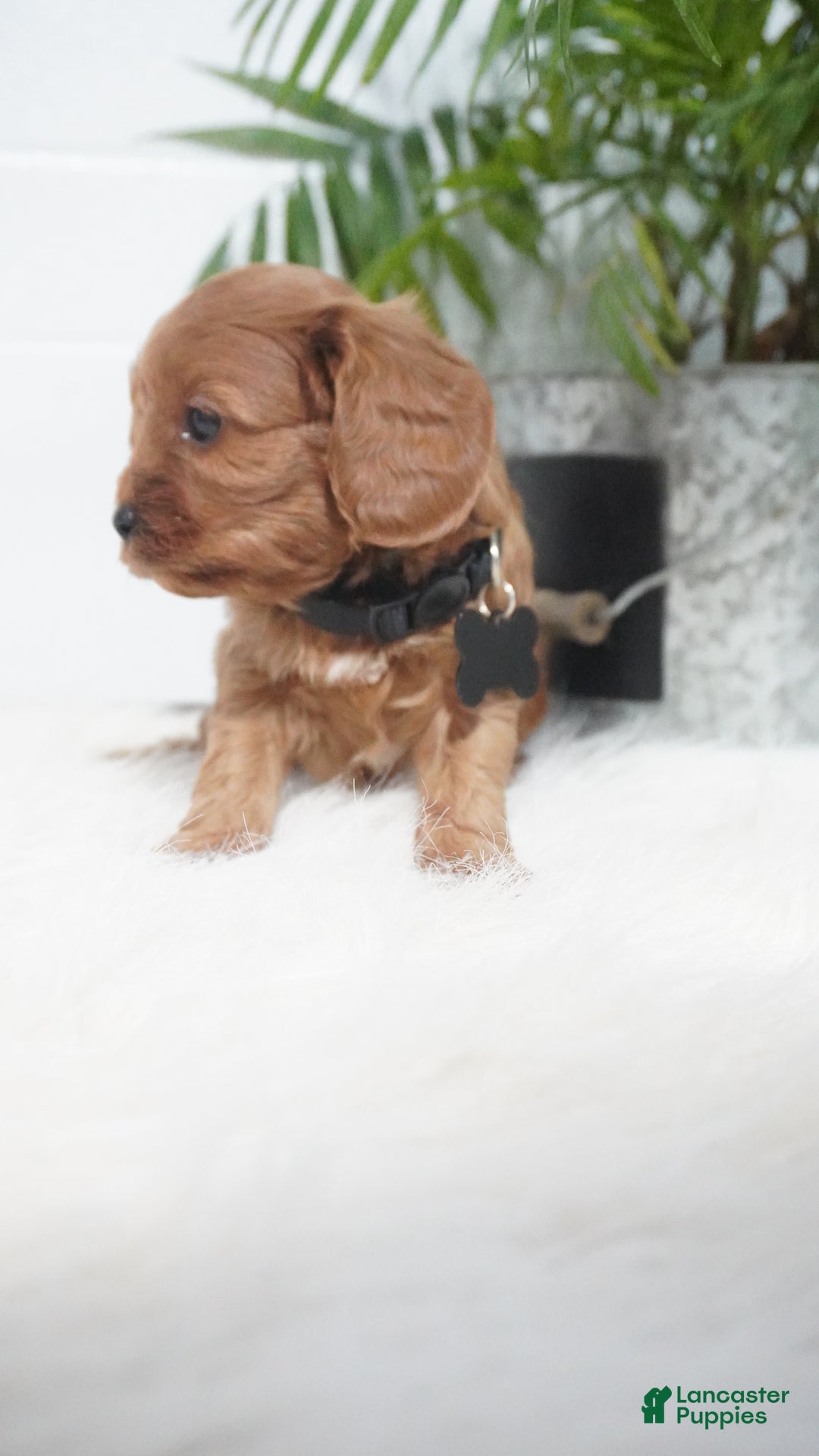 Cavapoo dogs for sale: Brock - Ad 8
