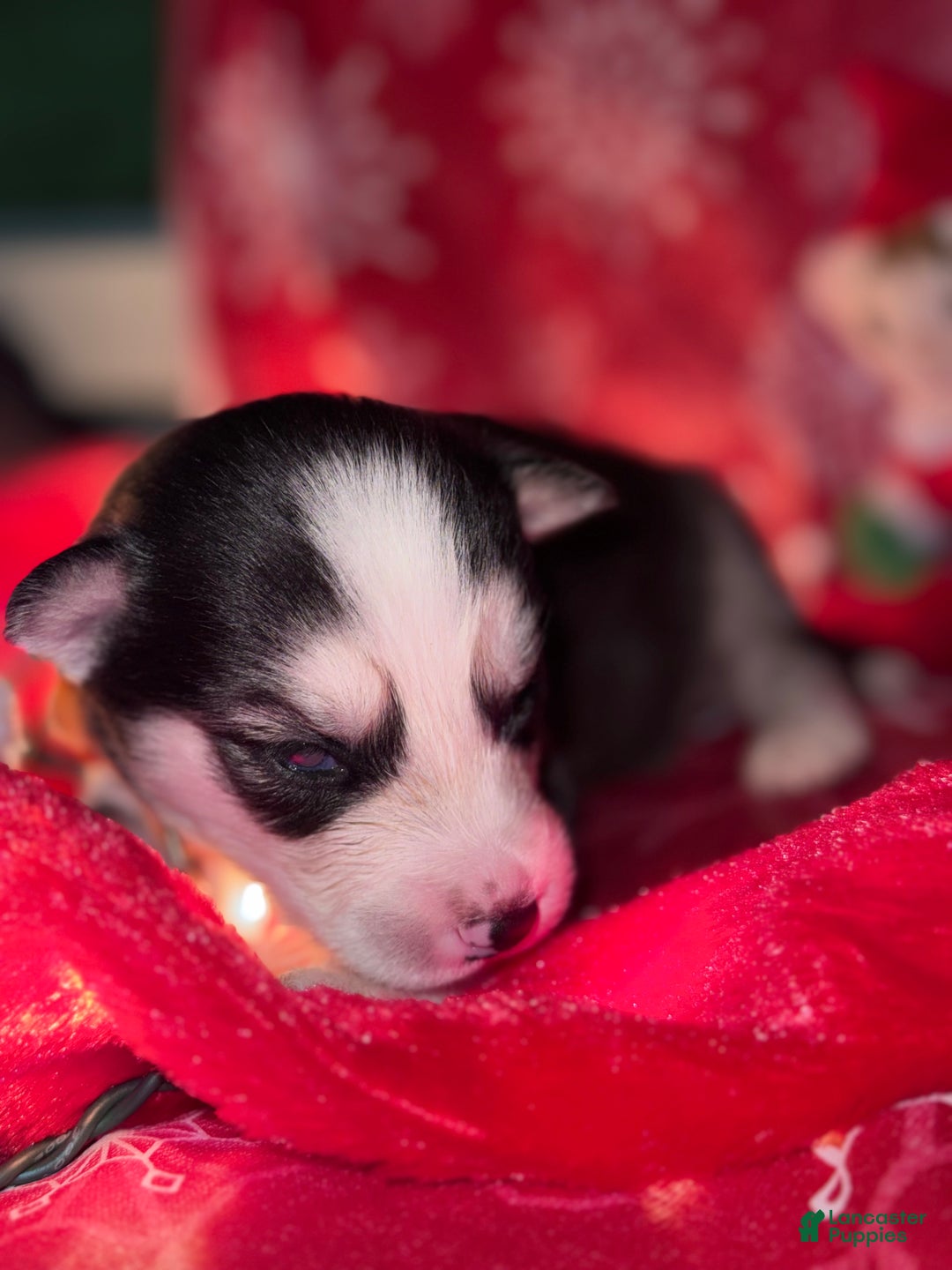 Siberian Husky dogs for sale: ORANGE - Ad 3