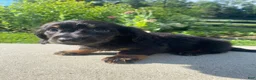 Miniature Dachshund dogs for sale: Maple - Ad 3