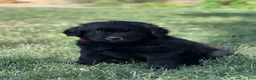 Mixed Breed dogs for sale: Midnight  - Ad 8