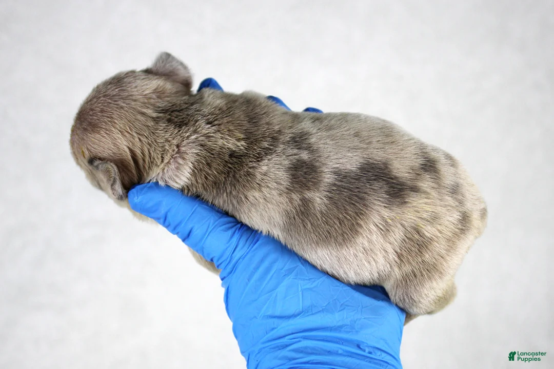 American Bully dogs for sale: Blue Tri Merle Female - Ad 11