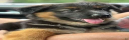 German Shepherd dogs for sale: Bear - Ad 6