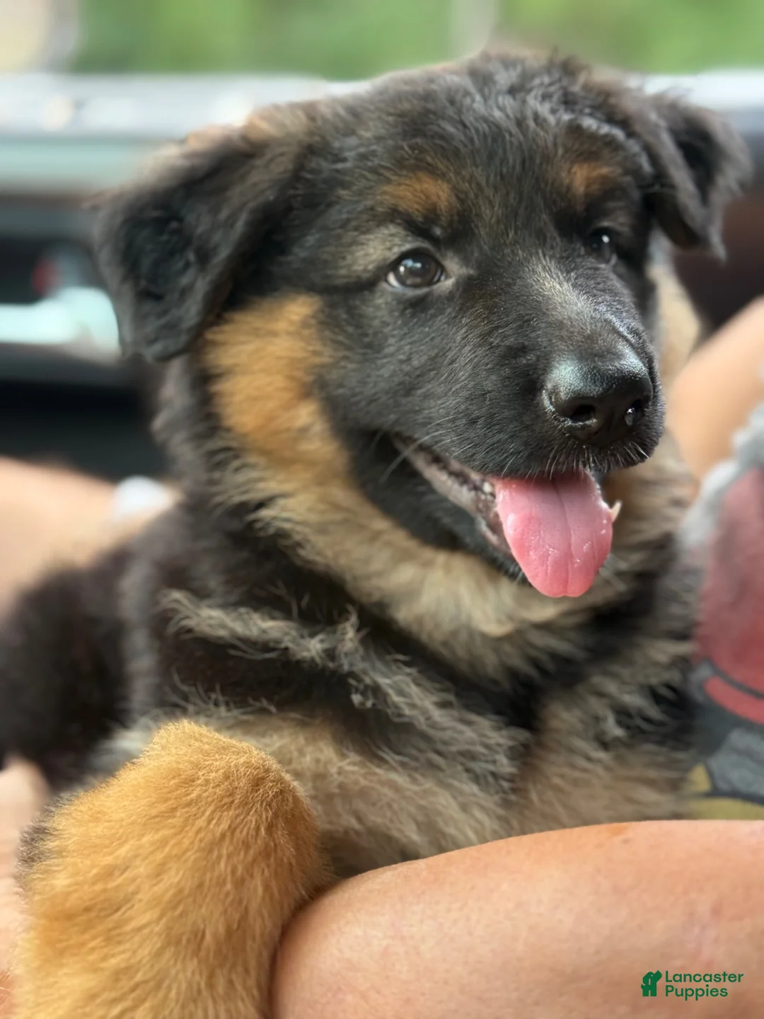 German Shepherd dogs for sale: Bear - Ad 6