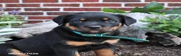 Rottweiler dogs for sale: Brooke - Ad 3
