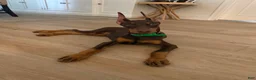 Doberman Pinscher dogs for sale: Doberman Pinscher 1 - Ad 2